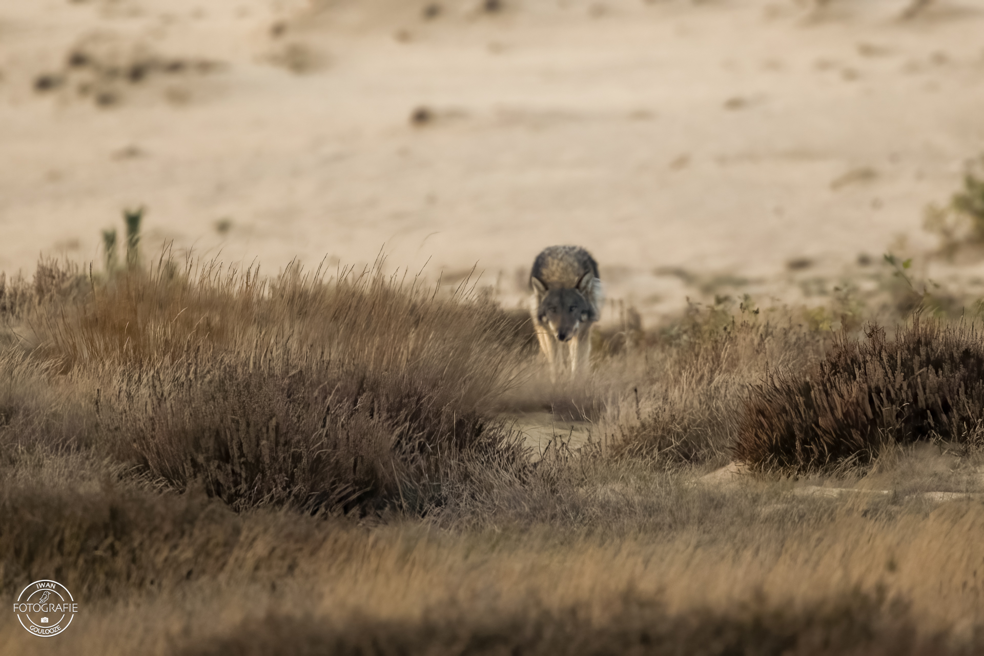 11 november 2022 171411 1R2A6661 bewerkt